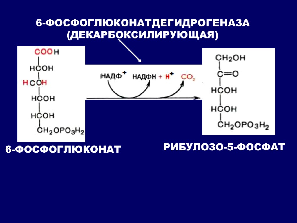 6-ФОСФОГЛЮКОНАТ РИБУЛОЗО-5-ФОСФАТ 6-ФОСФОГЛЮКОНАТДЕГИДРОГЕНАЗА (ДЕКАРБОКСИЛИРУЮЩАЯ)